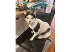 Adopt Mooshu a Turkish Van