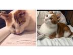 Adopt Fitzgerald Grant and Tripp a Domestic Short Hair