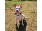 Adopt Argent a Pit Bull Terrier