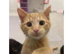 Adopt Kronk Denton a Domestic Short Hair