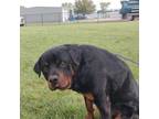 Adopt Rocky Road a Rottweiler, Mixed Breed