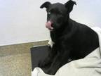 Adopt BRAVE a Border Collie, Mixed Breed