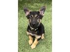 Adopt Gibbs2 a German Shepherd Dog