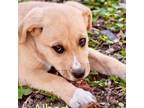 Adopt Albert a Labrador Retriever