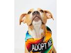 Adopt Mutley a Pit Bull Terrier, American Staffordshire Terrier
