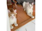 Adopt Simon & Ellie a Domestic Short Hair