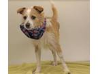 Adopt Crosby in TX a Terrier