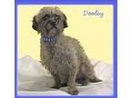 Adopt Dooley in RI a Poodle