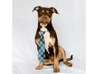 Adopt Marley a Pit Bull Terrier, Terrier