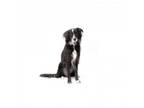 Adopt Russell a Border Collie