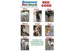 Adopt CODE RED DOGS FROM ORANGE SHELTER a Mixed Breed