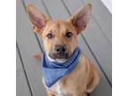 Adopt Sawyer a German Shepherd Dog