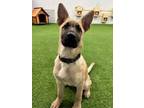 Adopt Scooby Doo a German Shepherd Dog, Labrador Retriever