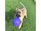 Adopt Scappy Doo a German Shepherd Dog, Labrador Retriever