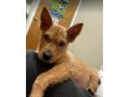 Adopt Wesley a Australian Cattle Dog / Blue Heeler