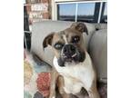 Adopt Gremlin a Boxer, Mixed Breed