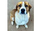 Adopt Grump a Hound