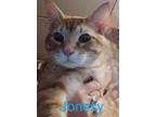 Adopt Jonesey a Domestic Short Hair