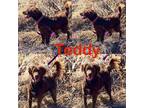 Adopt Teddy a Irish Setter