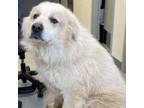 Adopt Happy Jack a Great Pyrenees