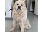 Adopt Cesar a Great Pyrenees