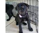 Adopt Radiatori a Mixed Breed