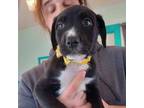 Adopt Bowtie a Mixed Breed