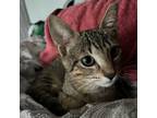 Adopt Tigre a Tabby, Domestic Short Hair