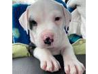 Adopt Comisky a American Staffordshire Terrier