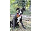 Adopt Lucas - Adoptable a Labrador Retriever, Mixed Breed