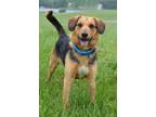 Adopt Brinks - Adoptable a Airedale Terrier, Mixed Breed