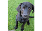 Adopt Bolt aka Raleigh a Labrador Retriever