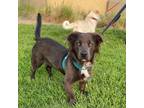 Adopt Rocky a Flat-Coated Retriever