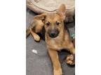 Adopt Busch a German Shepherd Dog