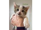 Adopt Gallner a Domestic Short Hair