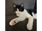 Adopt Qibli a Domestic Short Hair