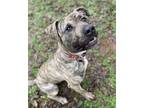 Adopt Bear (Harvey) a Pit Bull Terrier, Great Dane