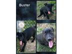 Adopt Buster a Labrador Retriever, Belgian Shepherd / Malinois