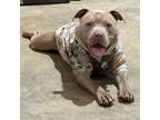 Adopt Bowie a American Staffordshire Terrier