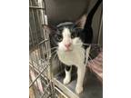 Adopt Gurley/cutie a Domestic Short Hair