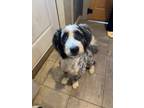 Adopt Oakley a Aussiedoodle