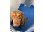 Adopt Maxwell a Pit Bull Terrier