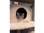 Adopt Sugar a Tabby