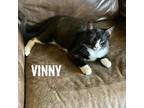 Adopt Vinny a Tuxedo