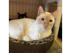 Adopt Simon a Siamese