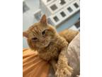 Adopt Ed Sheeran a Domestic Medium Hair, Domestic Long Hair