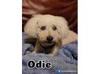 Adopt Odie a Bichon Frise