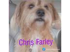 Adopt Farley a Terrier, Cairn Terrier