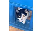 Adopt Checkers a Domestic Short Hair