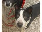 Adopt Paco a Border Collie